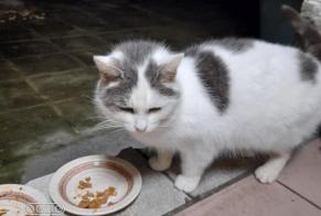 Alerte Découverte Chat croisement Inconnu Flémalle Belgique