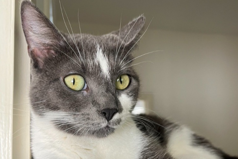 Chat Disparu à Namur (Namur, Belgique) - alerte disparition Pet Alert n° 360279