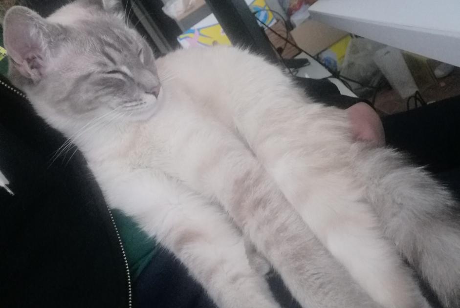 Chat Trouvé à Molenbeek-Saint-Jean (Bruxelles, Belgique) - alerte découverte Pet Alert n° 360422