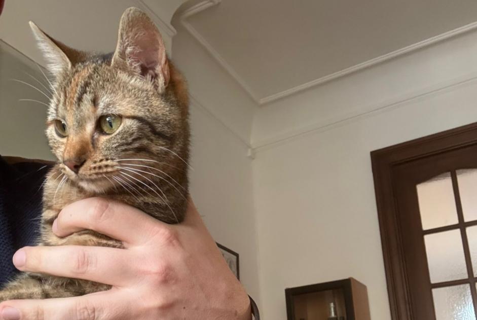 Chat Disparu à Charleroi (Hainaut, Belgique) - alerte disparition Pet Alert n° 360661
