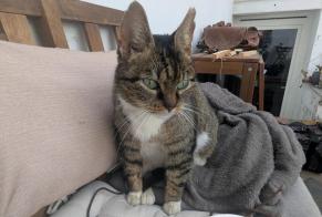 Alerte Découverte Chat Femelle Saint-Gilles Belgique