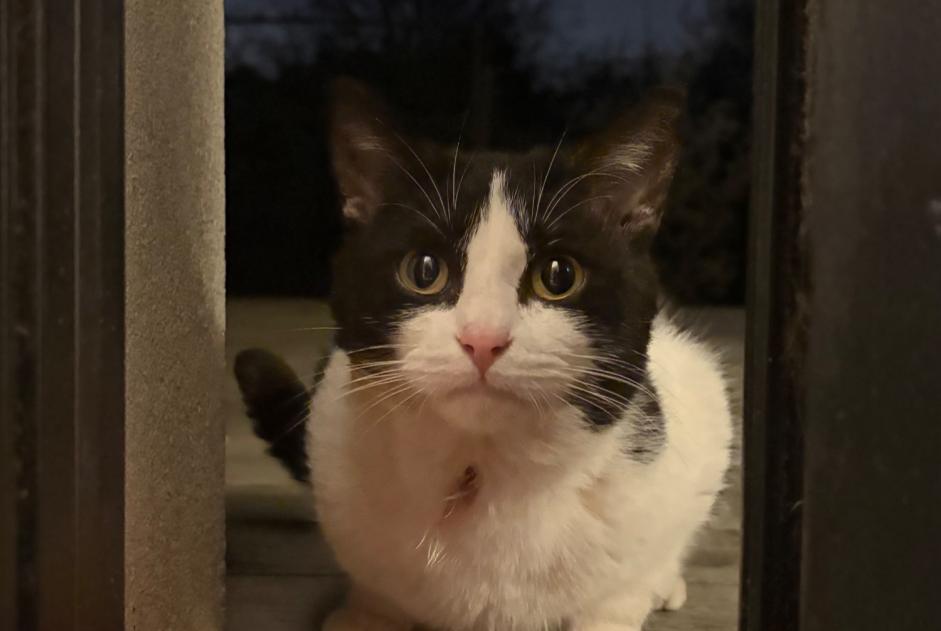 Chat Trouvé à Zaventem (Brabant flamand, Belgique) - alerte découverte Pet Alert n° 362838