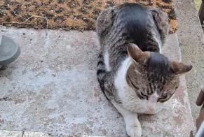 Alerte Découverte Chat croisement Mâle Ans Belgique