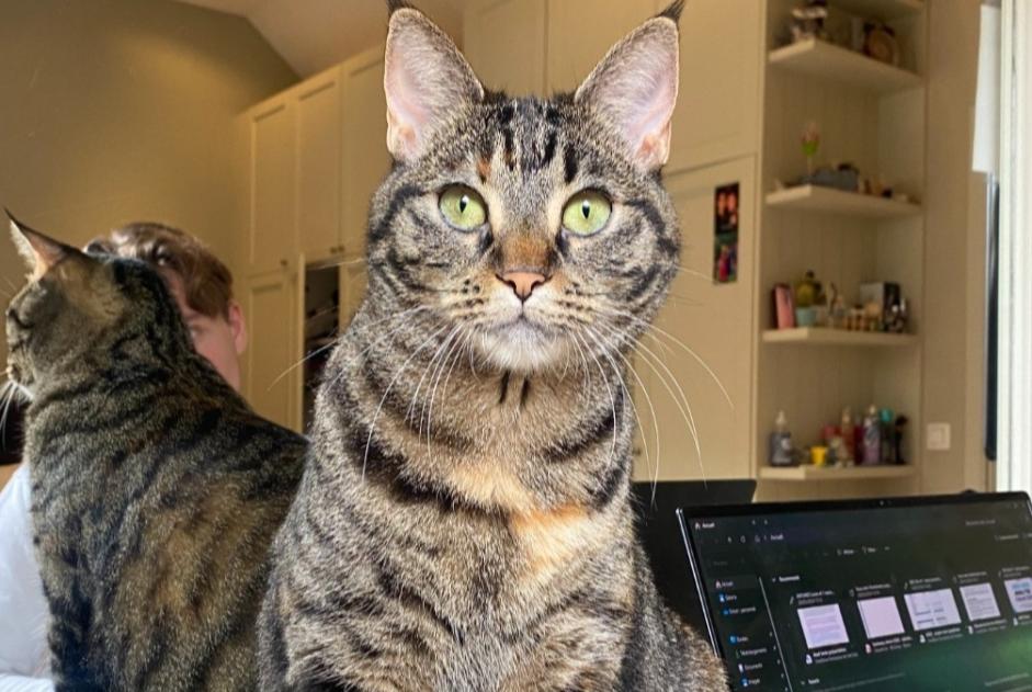 Chat Disparu à Saint-Gilles (Bruxelles, Belgique) - alerte disparition Pet Alert n° 365000