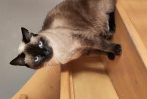 Alerte Disparition Chat  Femelle , 9 ans Écaussinnes Belgique