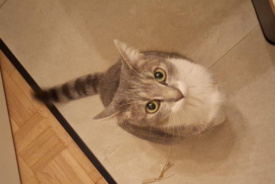 Chat Disparu à Woluwe-Saint-Pierre (Bruxelles, Belgique) - alerte disparition Pet Alert n° 368357