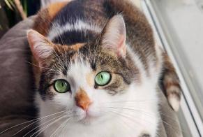 Alerte Disparition Chat Femelle , 6 ans Namur Belgique