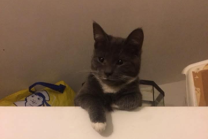 Alerte Disparition Chat Mâle , 8 ans Gembloux Belgique