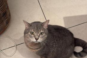 Alerte Disparition Chat Femelle , 7 ans Court-Saint-Étienne Belgique
