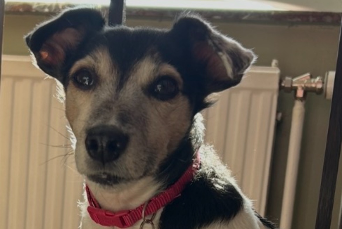 Alerte Disparition Chien  Femelle , 7 ans Arsimont Belgique