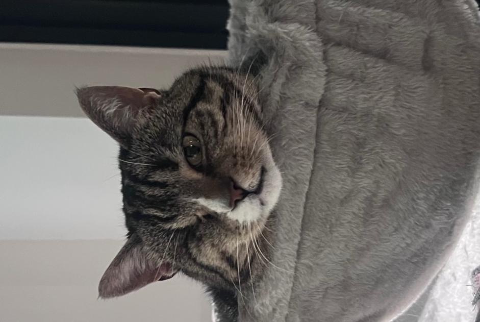 Chat Disparu à Jalhay (Liège, Belgique) - alerte disparition Pet Alert n° 369651