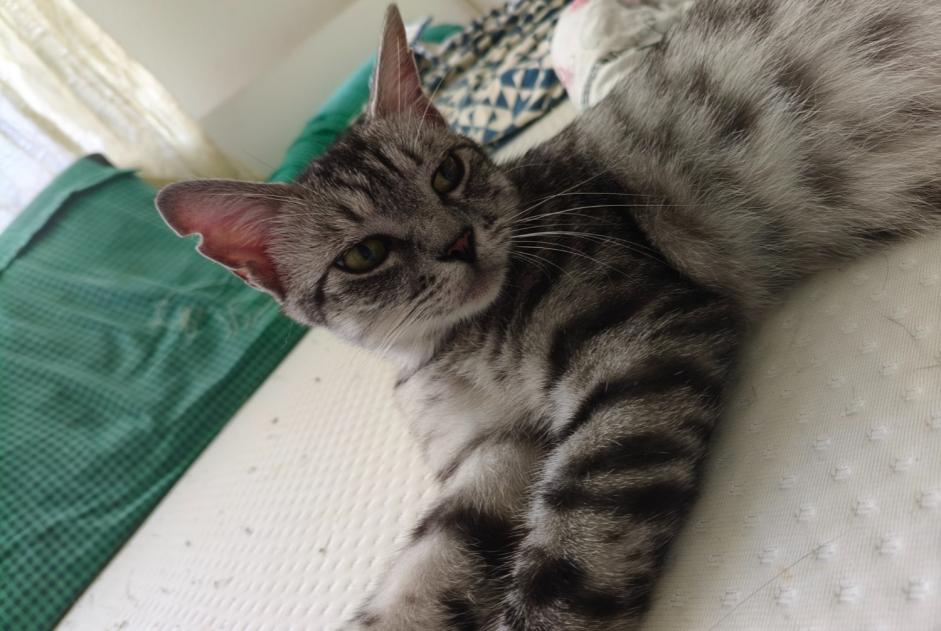 Chat Disparu à Anderlecht (Bruxelles, Belgique) - alerte disparition Pet Alert n° 370060