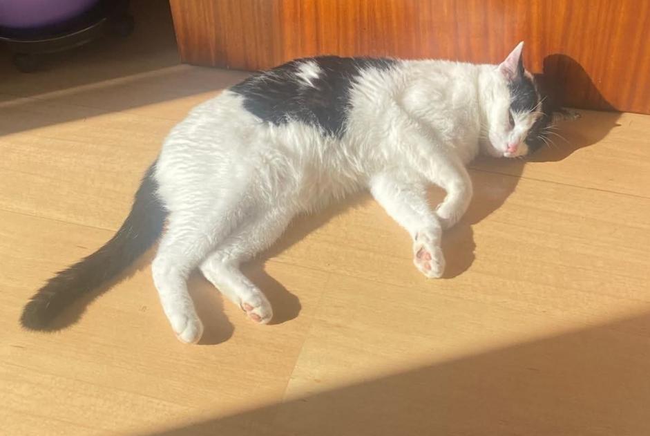Chat Disparu à Ottignies-Louvain-la-Neuve (Brabant wallon, Belgique) - alerte disparition Pet Alert n° 370185