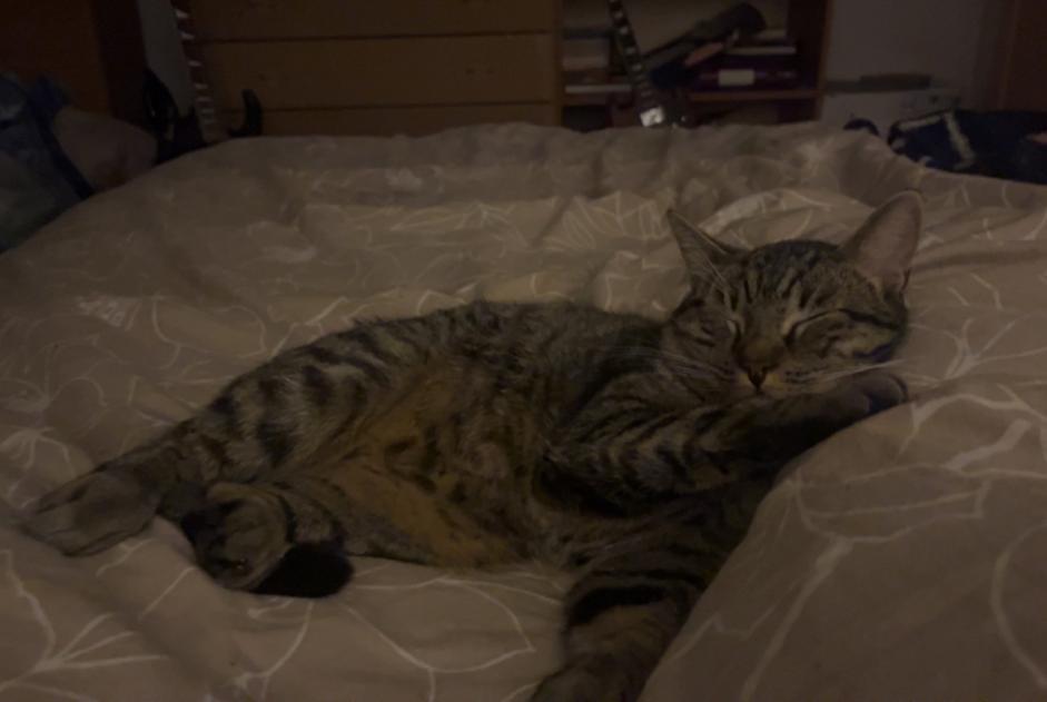 Chat Disparu à Chapelle-lez-Herlaimont (Hainaut, Belgique) - alerte disparition Pet Alert n° 371225