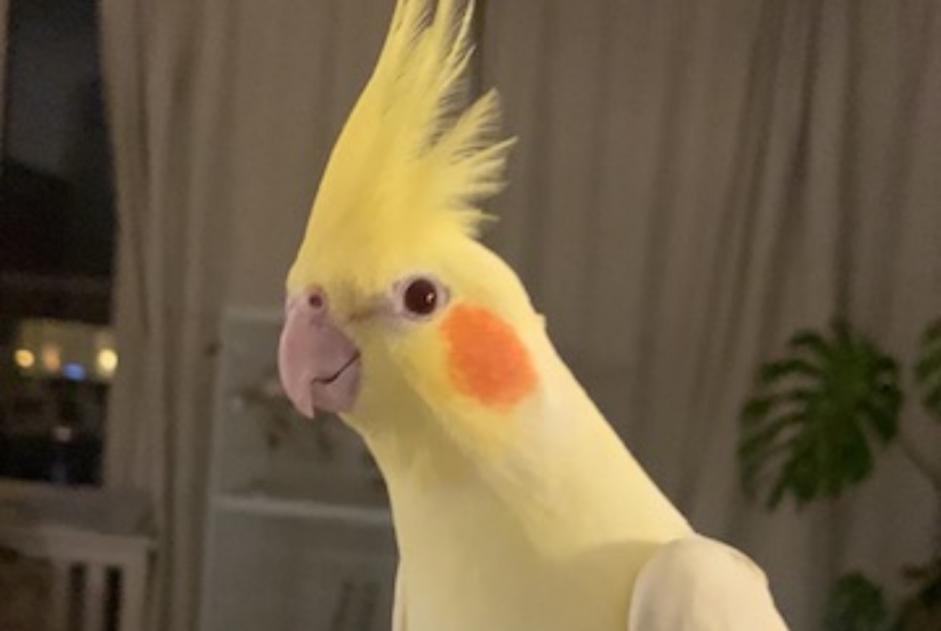 Oiseau Disparu à Ixelles (Bruxelles, Belgique) - alerte disparition Pet Alert n° 371602