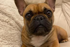 Alerte Disparition Chien  Femelle , 4 ans Gesves Belgique