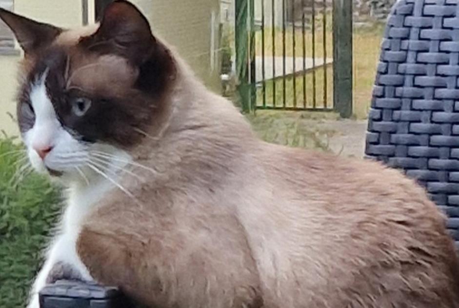 Chat Disparu à Gerpinnes (Hainaut, Belgique) - alerte disparition Pet Alert n° 374457