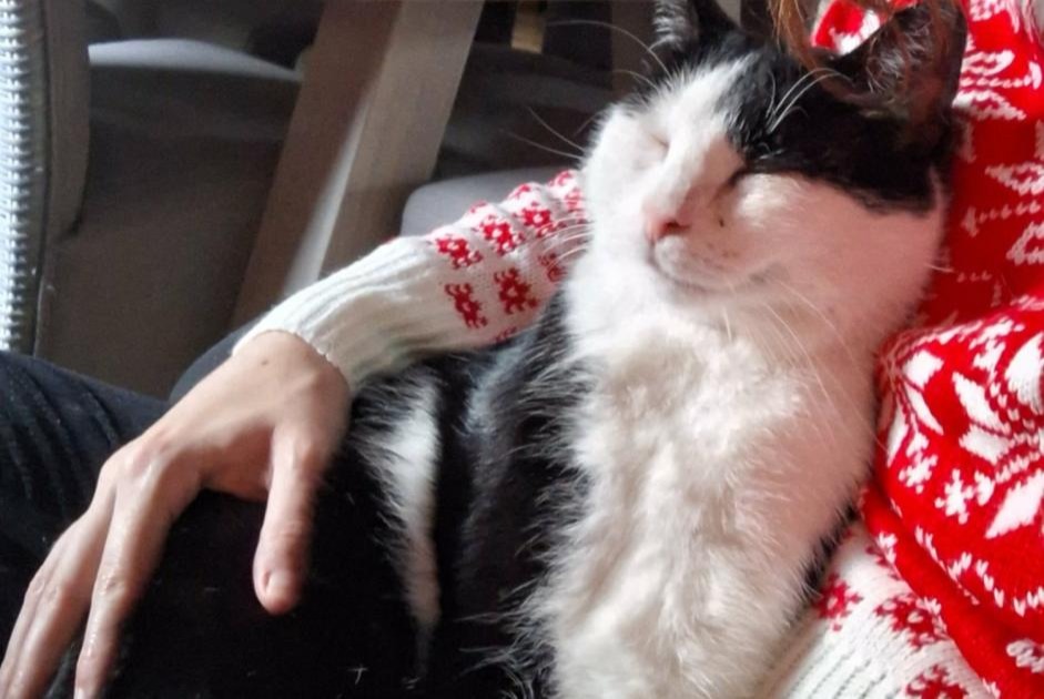 Chat Disparu à Tournai (Hainaut, Belgique) - alerte disparition Pet Alert n° 375211