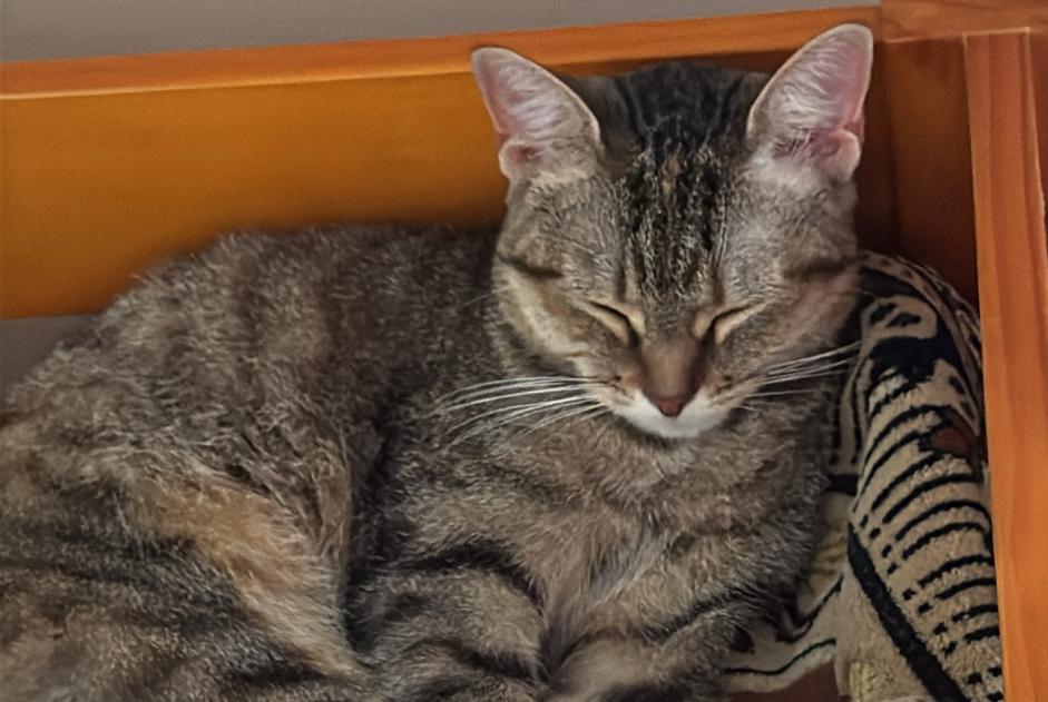 Chat Disparu à Forest (Bruxelles, Belgique) - alerte disparition Pet Alert n° 376717