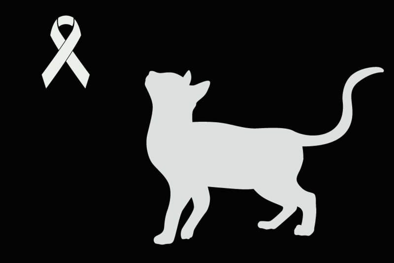 Avviso Ritrovamento Gatto Non conosciuta La Louvière Belgio