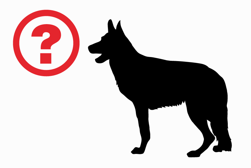 Discovery alert Dog Unknown Menin Belgium