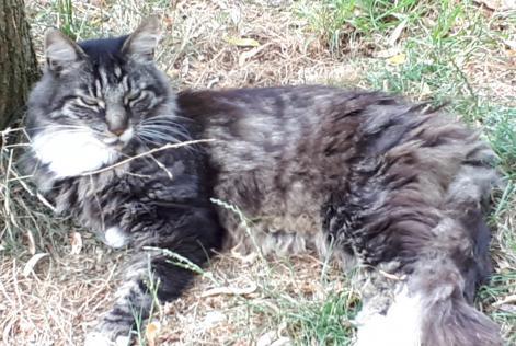 Avviso scomparsa Gatto  Maschio , 13 anni La Grange des Champs Belgio