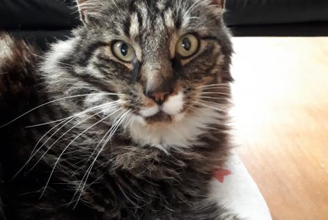 Avviso scomparsa Gatto  Maschio , 13 anni La Grange des Champs Belgio