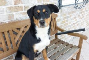 Avviso Ritrovamento Cane Femmina Cerfontaine Belgio