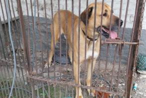 Avviso Ritrovamento Cane Maschio Tournai Belgio
