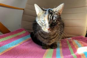 Avviso scomparsa Gatto incrocio di razze Femmina , 6 anni Merelbeke Belgio