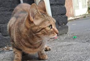 Avviso Ritrovamento Gatto  Femmina Namur Belgio