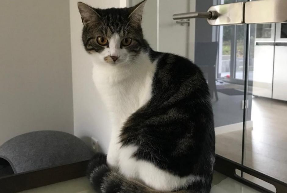 Avviso scomparsa Gatto  Femmina , 3 anni Waterloo Belgio