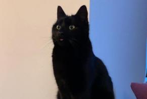 Avviso scomparsa Gatto  Maschio , 1 anni Philippeville Belgio