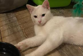 Avviso Ritrovamento Gatto Maschio Namur Belgio