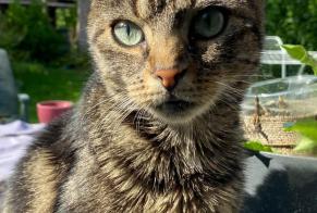 Avviso Ritrovamento Gatto Femmina Wavre Belgio