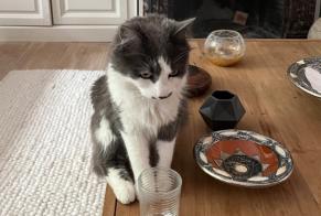 Avviso scomparsa Gatto incrocio di razze Maschio , 4 anni Woluwe-Saint-Pierre Belgio