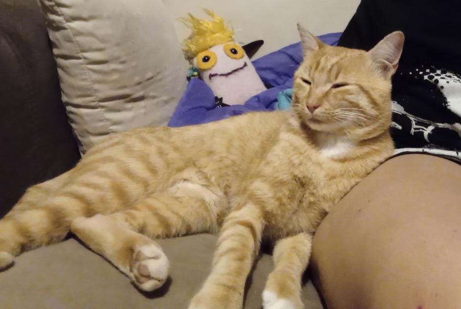 Avviso scomparsa Gatto  Maschio , 4 anni Ath Belgio