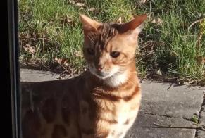 Avviso Ritrovamento Gatto  Maschio Chaudfontaine Belgio