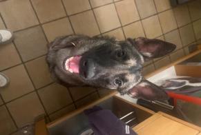 Avviso Ritrovamento Cane  Femmina Châtelet Belgio