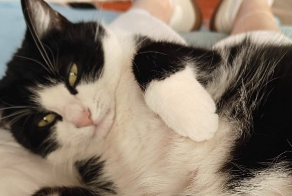 Avviso scomparsa Gatto Femmina , 4 anni Wavre Belgio