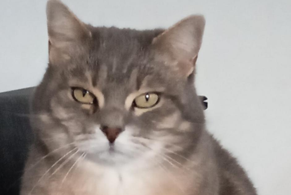 Avviso scomparsa Gatto Femmina , 12 anni Dinant Belgio