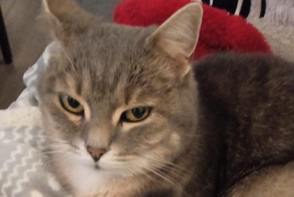 Avviso scomparsa Gatto Femmina , 12 anni Dinant Belgio