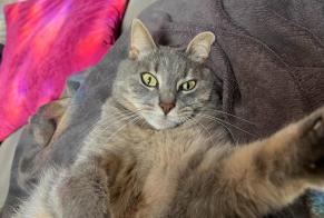 Avviso scomparsa Gatto incrocio di razze Femmina , 4 anni Herstal Belgio