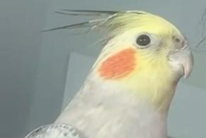 Avviso scomparsa Uccello Maschio , 2025 anni Antwerpen Belgio