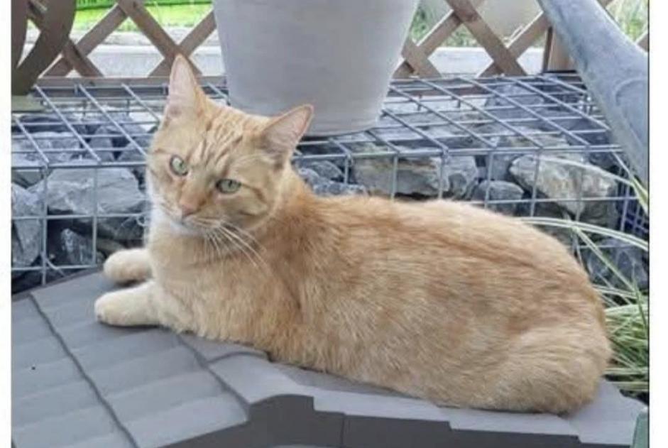 Gatto Smarrito a Andenne (Namur, Belgio)  - allerta scoperta Pet Alert n. 365707