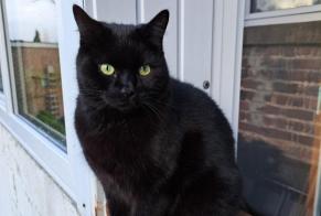 Avviso scomparsa Gatto Maschio , 8 anni Flémalle Belgio