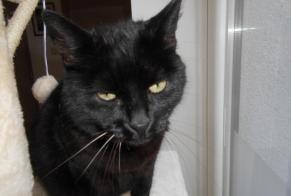 Avviso scomparsa Gatto Femmina , 10 anni Charleroi Belgio