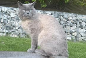 Avviso scomparsa Gatto  Maschio , 2 anni Mont-Saint-Guibert Belgio