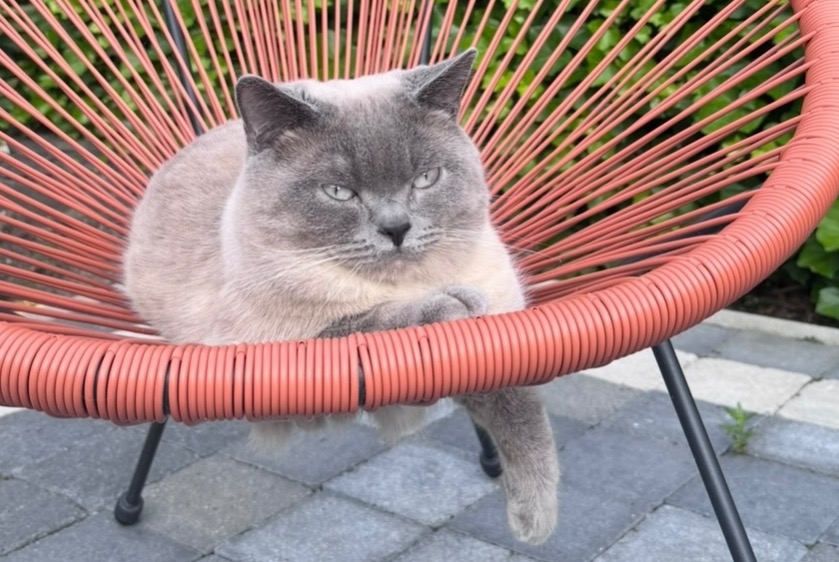 Gatto Smarrito a Mont-Saint-Guibert (Brabant wallon, Belgio)  - allerta scoperta Pet Alert n. 367631