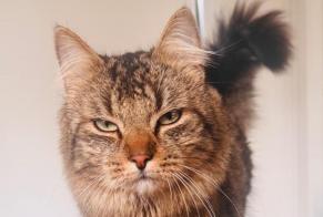 Avviso scomparsa Gatto Maschio , 1 anni Blegny Belgio